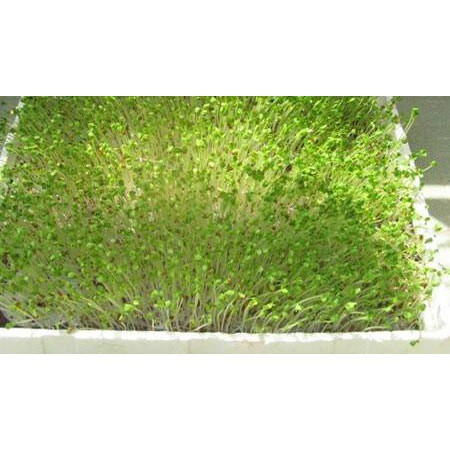 HẠT GIỐNG RAU CẢI MẦM ĐÀ LẠT 30gr, 50gr, 100gr