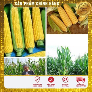 10g Hạt giống Ngô ngọt (Bắp Mỹ) (tặng gói Kích nẩy mầm và Hướng dẫn) VIETSEED