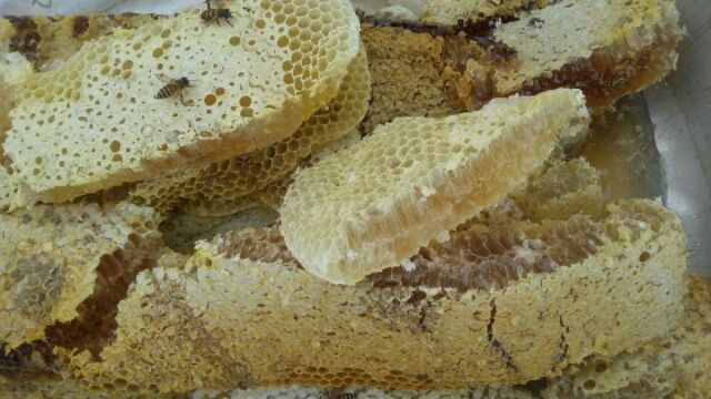 Mật ong rừng nguyên sáp hảo hạng 1kg