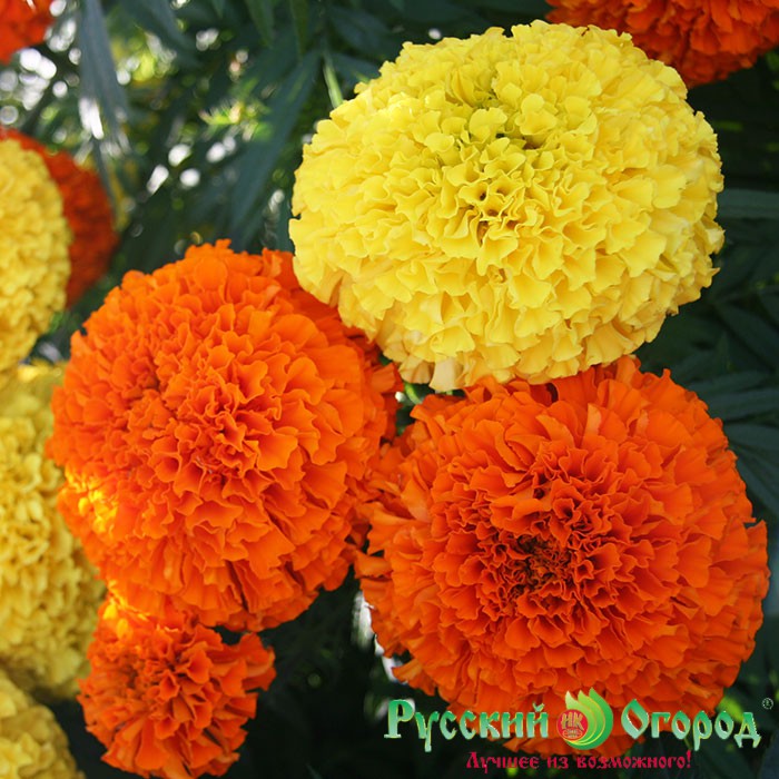 Hạt giống hoa Cúc vạn thọ Mỹ – 50Hạt
