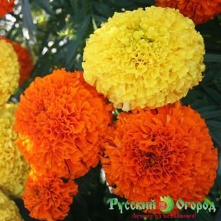  Hạt giống hoa Cúc vạn thọ Mỹ – 50Hạt