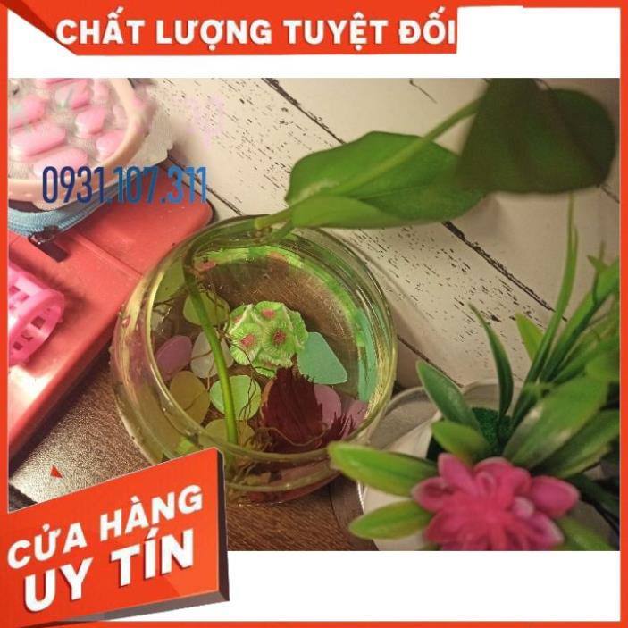 Đá Dạ Quang Nhiều Màu Sắc Trang Trí Bể Cá, Chậu Cây, Sân Vườn