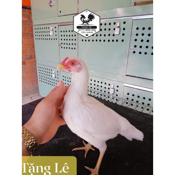 12 trứng gà tre asil bakistan hàng tuyển