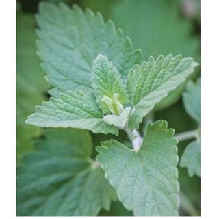 Hạt Giống Bạc Hà Mèo Catnip (Cỏ Mèo)