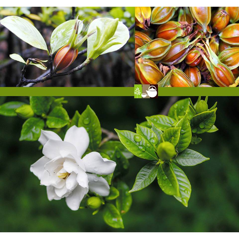 ✅✅✅ Kim Thính - Giúp tăng cường thính lực, cải thiện ù tai ve kêu | BigBuy360 - bigbuy360.vn