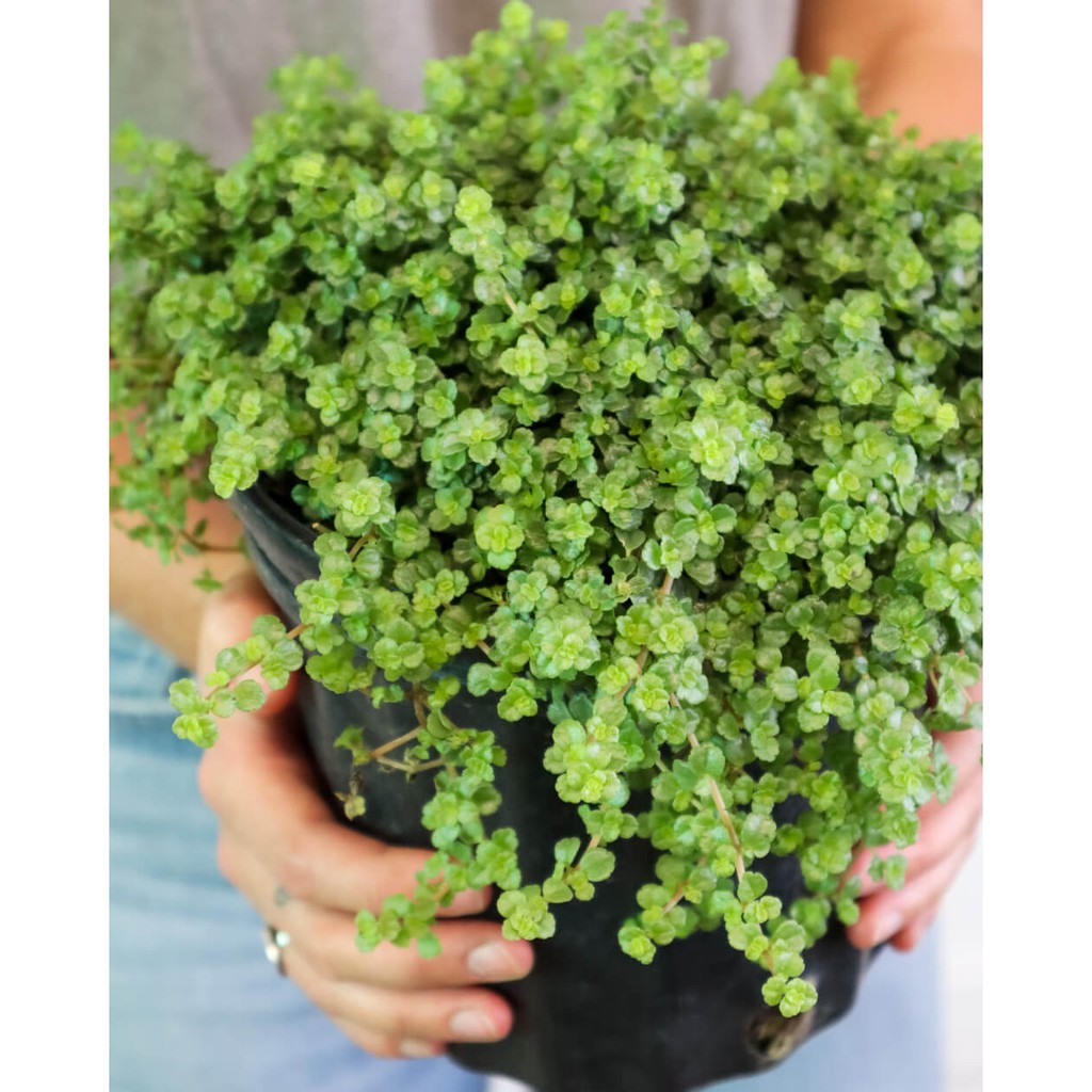 Cây Pilea depressa Baby Tears (Lệ Nhi, Nước Mắt Trẻ Con) chậu nhựa