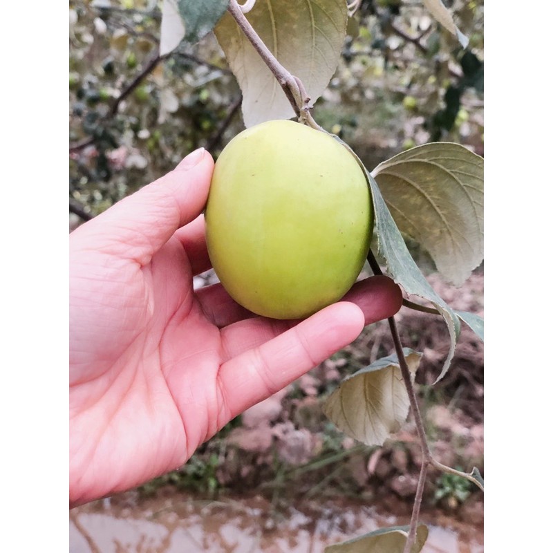 Táo lê Thái Lan siêu ngọt