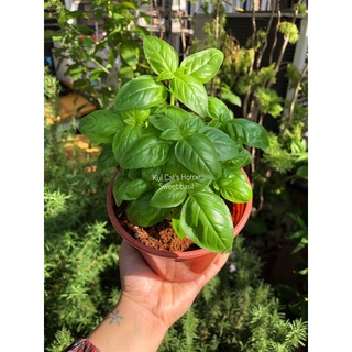 Nội thành HN - Cây húng tây ngọt Sweet basil kèm hướng dẫn chăm sóc