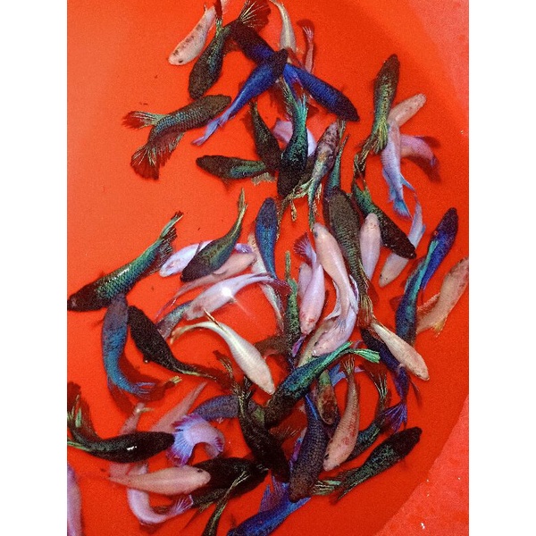 1Cặp BETTA trống mái size vừa tặng thức ăn giao ngẫu nhiên