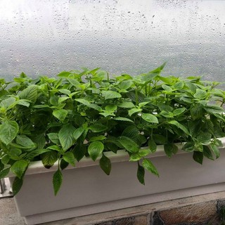 1GR - HẠT GIỐNG RAU KINH GIỚI
