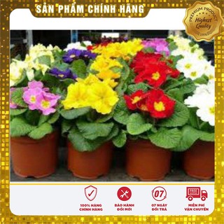 Hạt Giống Hoa Báo Xuân -50 hạt