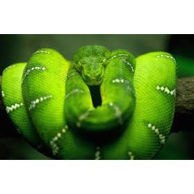 SIÊU RẺ Mô Hình Con Rắn Đồ Chơi Cao Su 50cm Rắn Fake Món Quà Vật Halloween MỚI NHẬP  Dbán xong