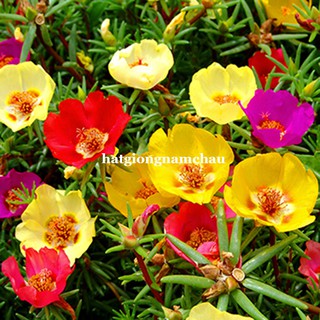 2 gram - hạt giống hoa mười giờ mỹ cánh đơn