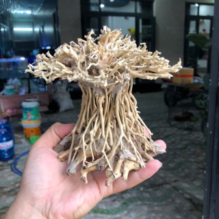 Lủa bosai đẹp cho hồ cá