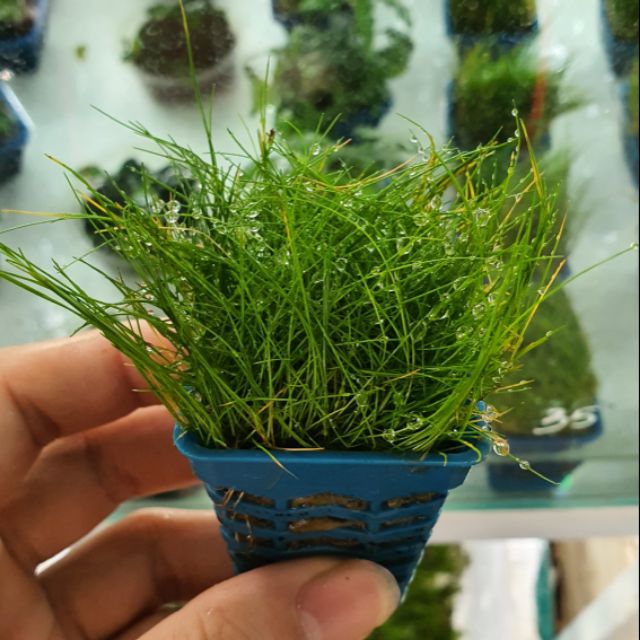 Ngưu mao chiên