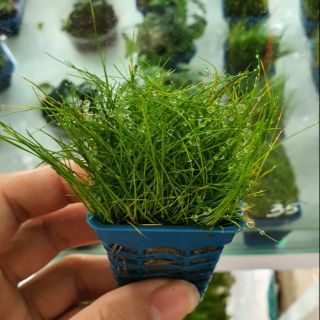 Ngưu mao chiên
