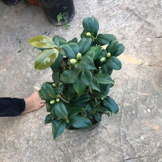 Cây trà my có nụ (ảnh thật cây cao 50-80cm)