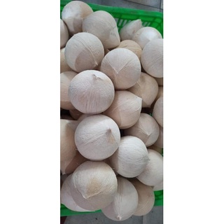 DỪA XIÊM TRỌC - size 400gr trở lên