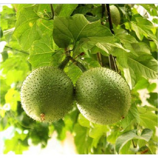 Hạt giống cây gấc cao sản (10 hạt ) (TẶNG gói kích thích hỗ trợ hạt nảy mầm)