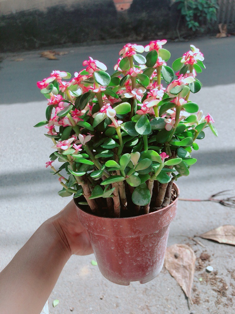 Cây Đô La Giống Mới