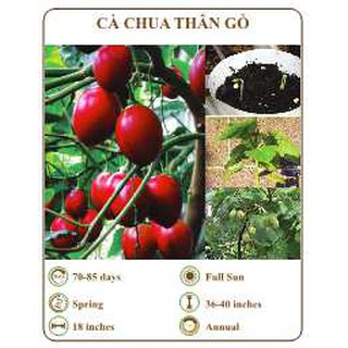 Hạt giống cà chua thân gỗ - THE XANH