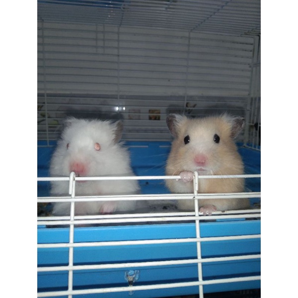 grap ship (Hamster)