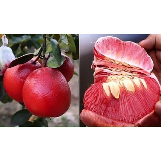 cây bưởi tiến vua