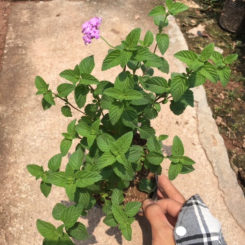 Cây Hoa Ngũ Sắc TÍM RỦ Hoa Quanh Năm,Ưa Nắng,Cây Xum Thích Hợp Trồng Ban Công