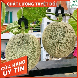 🍈20H - HẠT GIỐNG DƯA LƯỚI (DỄ TRỒNG)🍈