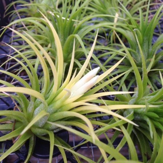 Không Khí Ionantha Druid ( lá vàng, hoa màu trắng)