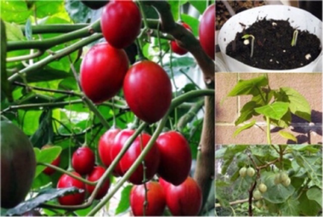 Hạt giống cà chua thân gỗ Tamarillo