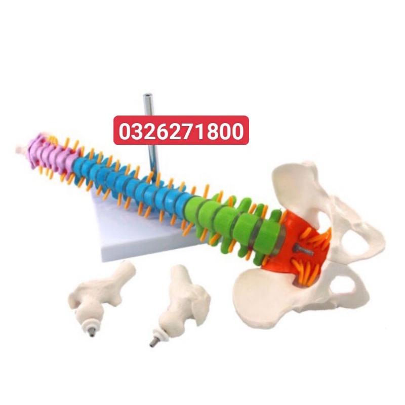 Mô hình cột sống 45 cm- Mô hình giải phẫu cột sống