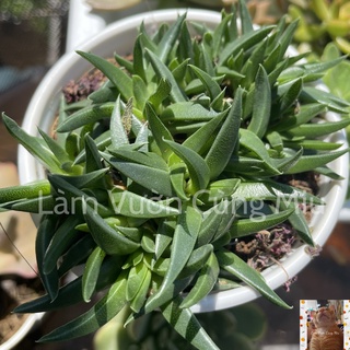 Sen đá cỏ ngọc 🌿🌿🌿 size bầu - trung