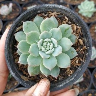 Khuyên Tai Nữ Hoàng Sen Đá Xinh Xắn Đáng Yêu