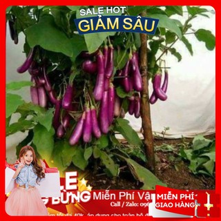 Hạt giống cà tím dài f1 - 200 hạt / gói