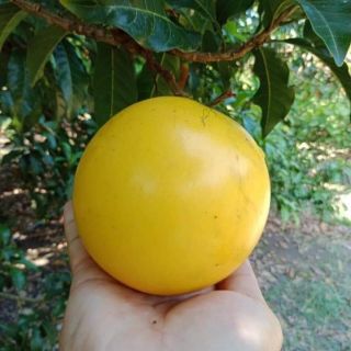 Cây giống vú sữa hoàng kim