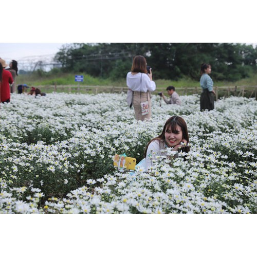 Hạt Giống Hoa Cúc Họa Mi