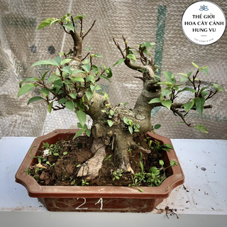 Cây sung bonsai ảnh thật đánh số 13-25 quý khách tùy chọn.