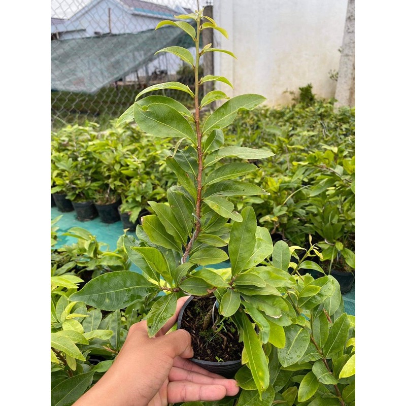 Hoa mai ghép cúc hoàng hậu bông chuẩn