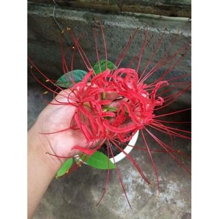 COMBO 10 củ Bỉ ngạn