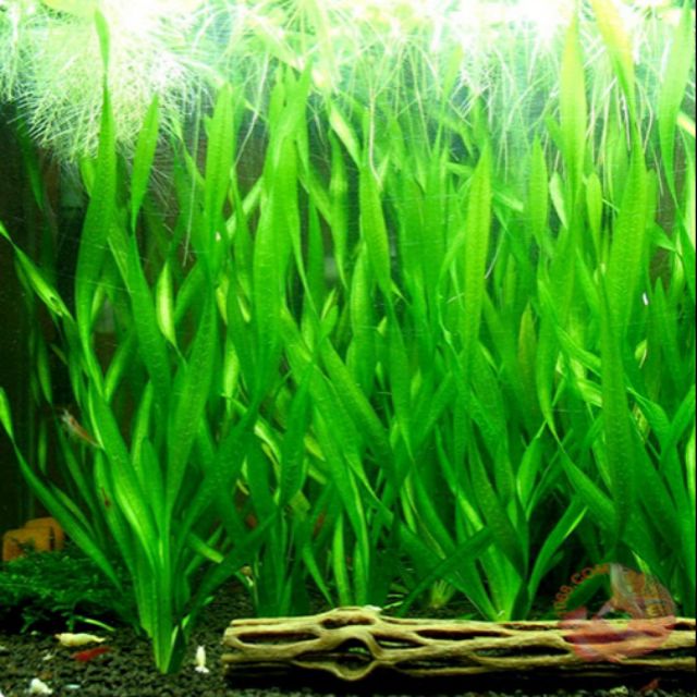 Hẹ nước trồng thủy sinh không cần CO2