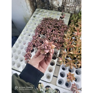 Sen đá vỉ ngẫu nhiên