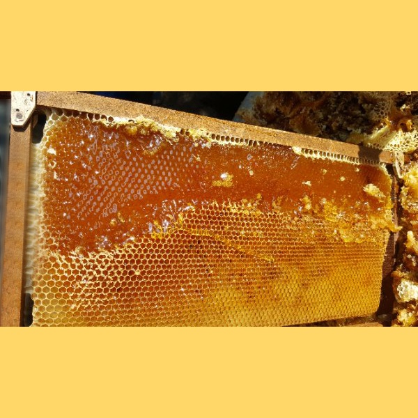 Set 2 chai + tặng 1 chai cùng loại: Mật ong nguyên chất Hoa Cao Nguyên Honimore 630g - 100% mật ong rừng