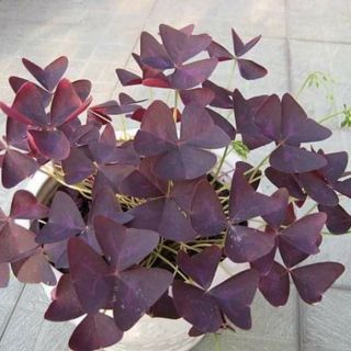 Củ hoa Bướm Đêm 100% lên mầm