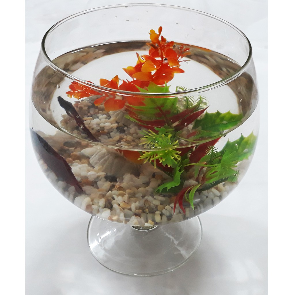 Bể Cá Ly Vừa LC2 21.5x20CM - Hồ Cá Để Bàn - Chậu Cá Thủy Tinh [LC2]