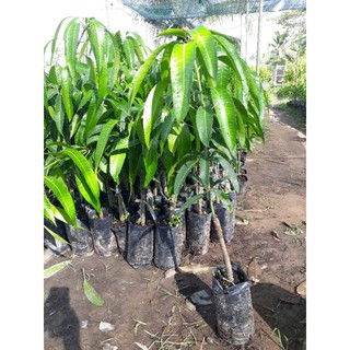 cây giống Xoài Ngọc Vân (quả tím)