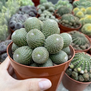 Bụi xương rồng trơn