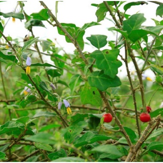 10 hạt giống cà gai leo