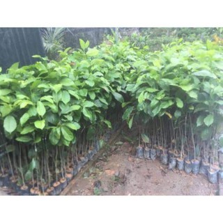 Cây giổi giống , cây đẹp, giống chuẩn