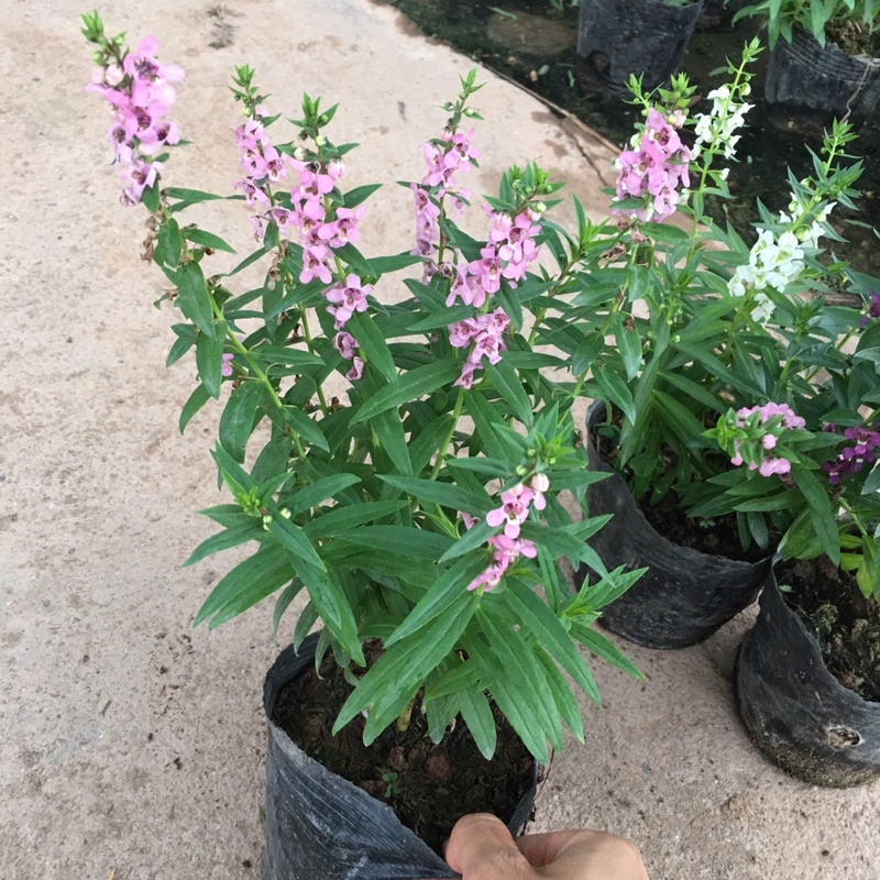 Cây Hoa Ngọc Hân  Bầu Cây Xum Đã Có Hoa